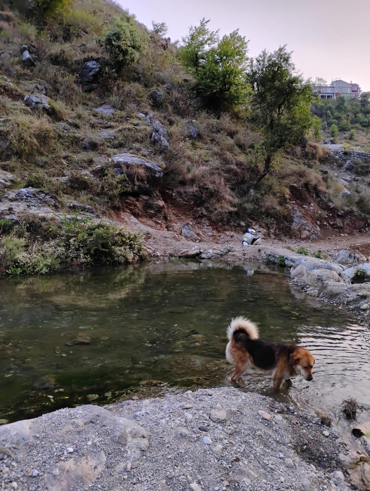 Rivulet Resort & Camping Mussoorie Dış mekan fotoğraf